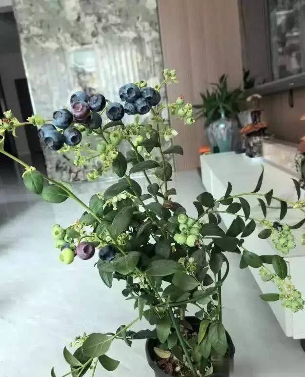 What are the techniques for blueberries