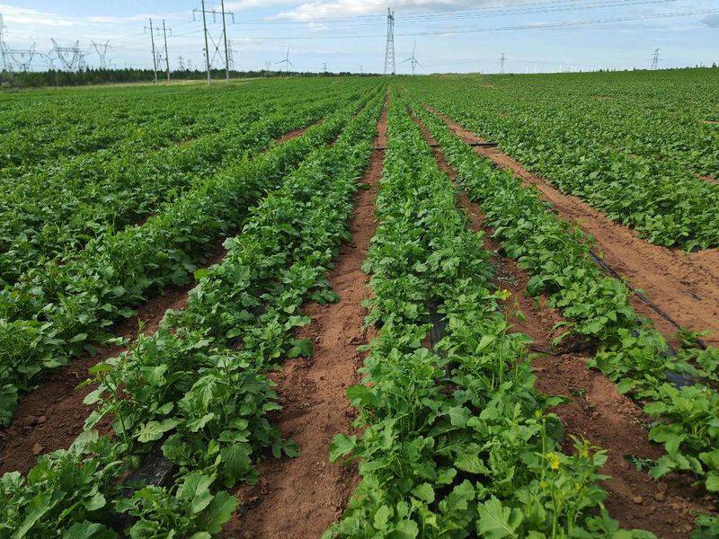 Methods and timing of vegetable cultivation