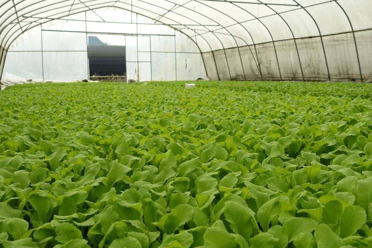 Methods and timing of vegetable cultivation