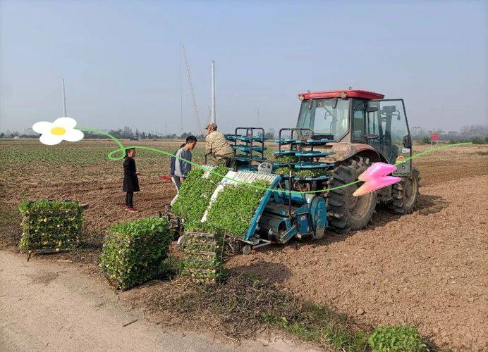 Methods and timing of vegetable cultivation