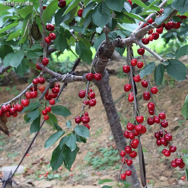 2026 new varieties of fruit trees