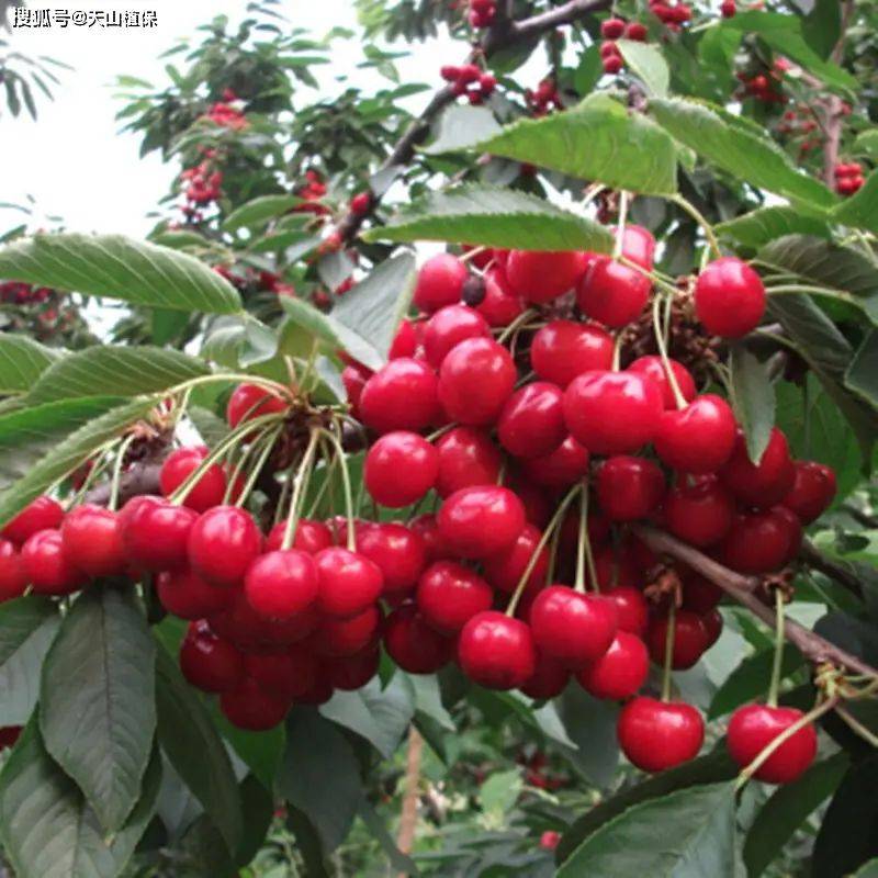 2026 new varieties of fruit trees
