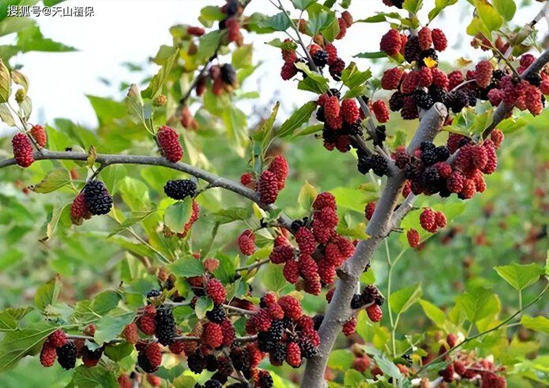2026 new varieties of fruit trees