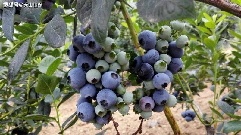2026 new varieties of fruit trees