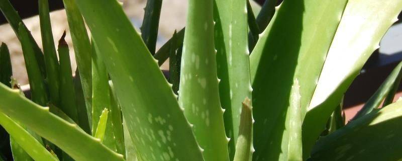 Curaçao cultivation methods