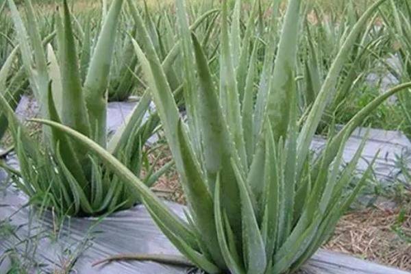 Curaçao cultivation methods