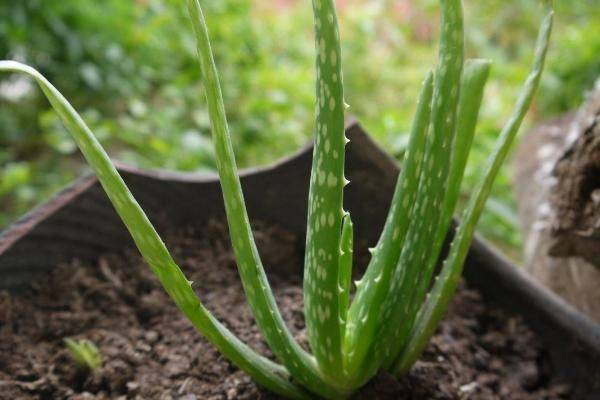 Curaçao cultivation methods