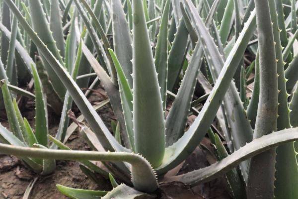 Curaçao cultivation methods