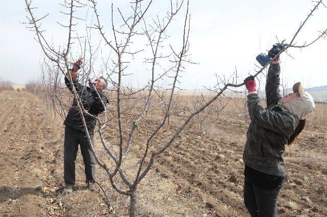 2026 new varieties of fruit trees