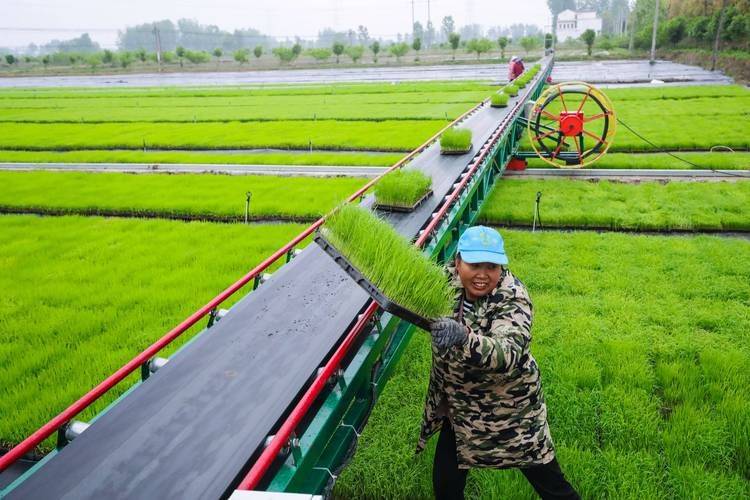 Rice cultivation techniques