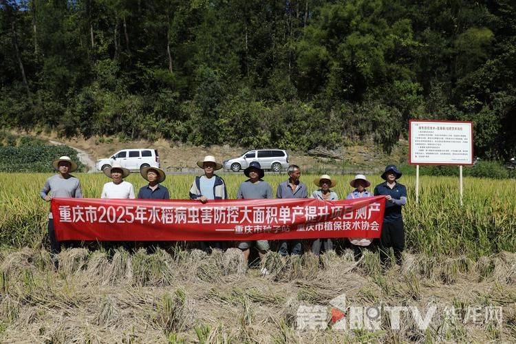 Rice cultivation techniques