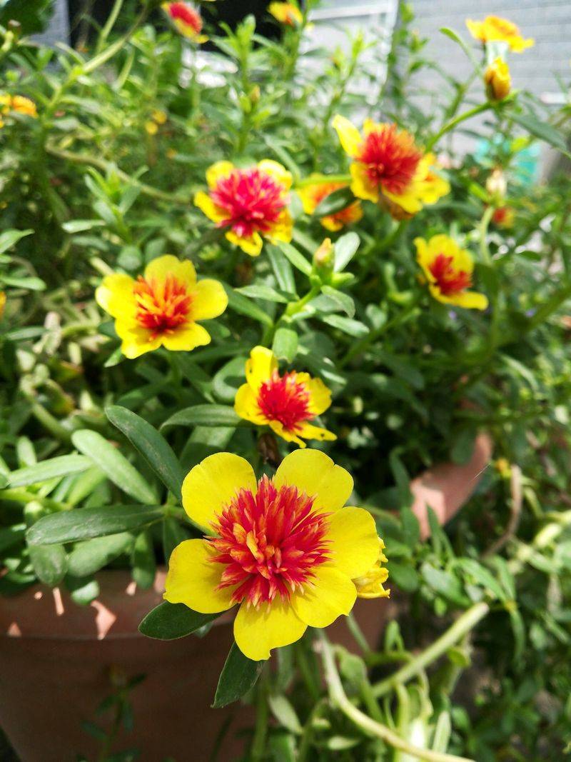 Plantation techniques for heavy buildings