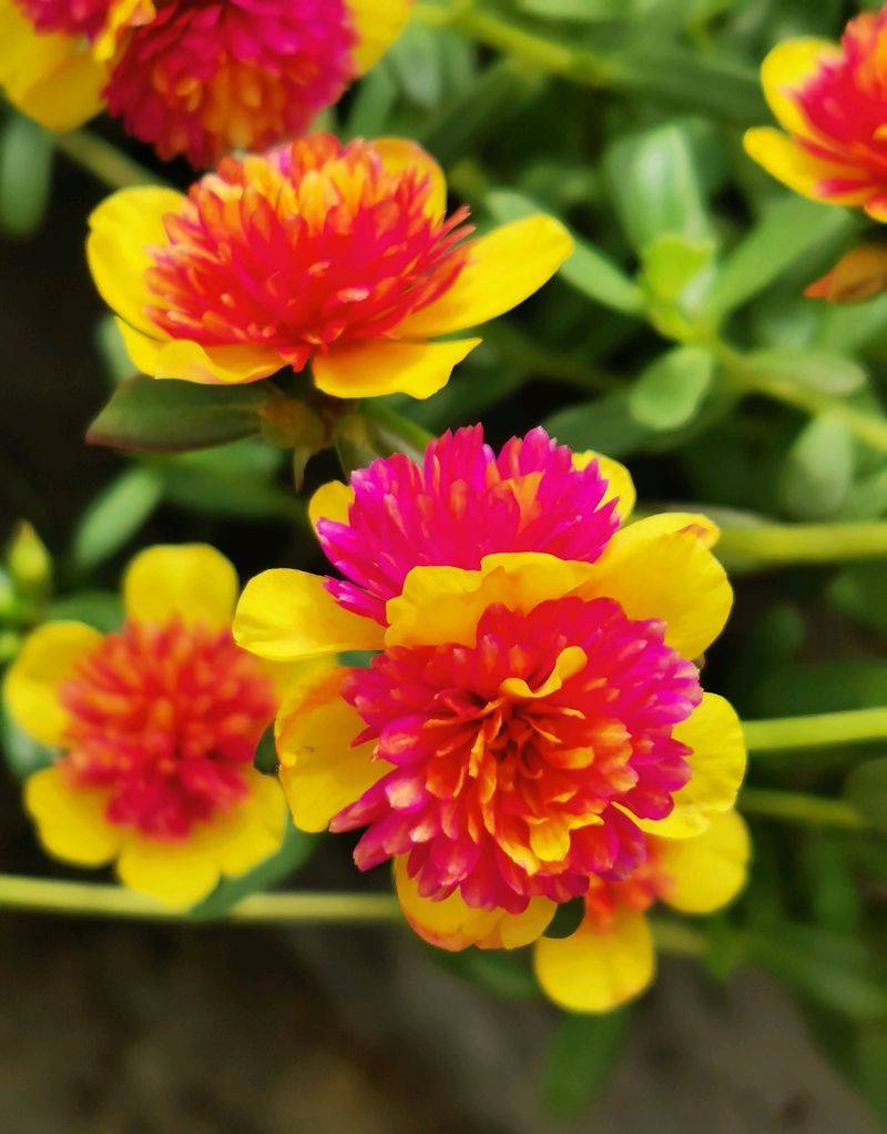 Plantation techniques for heavy buildings