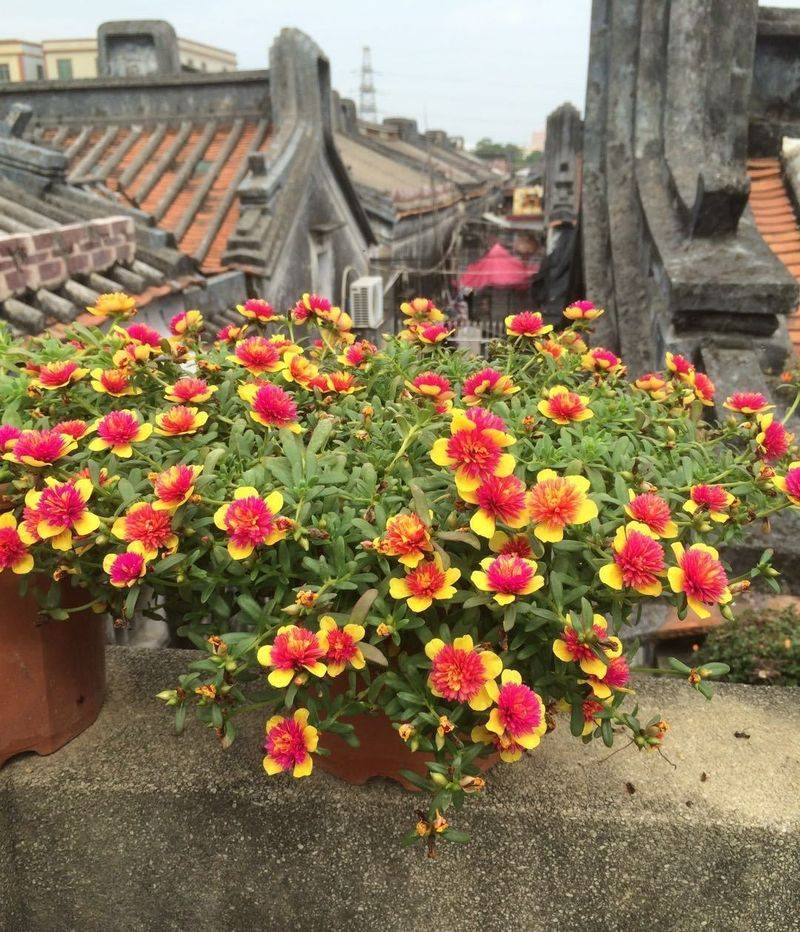 Plantation techniques for heavy buildings