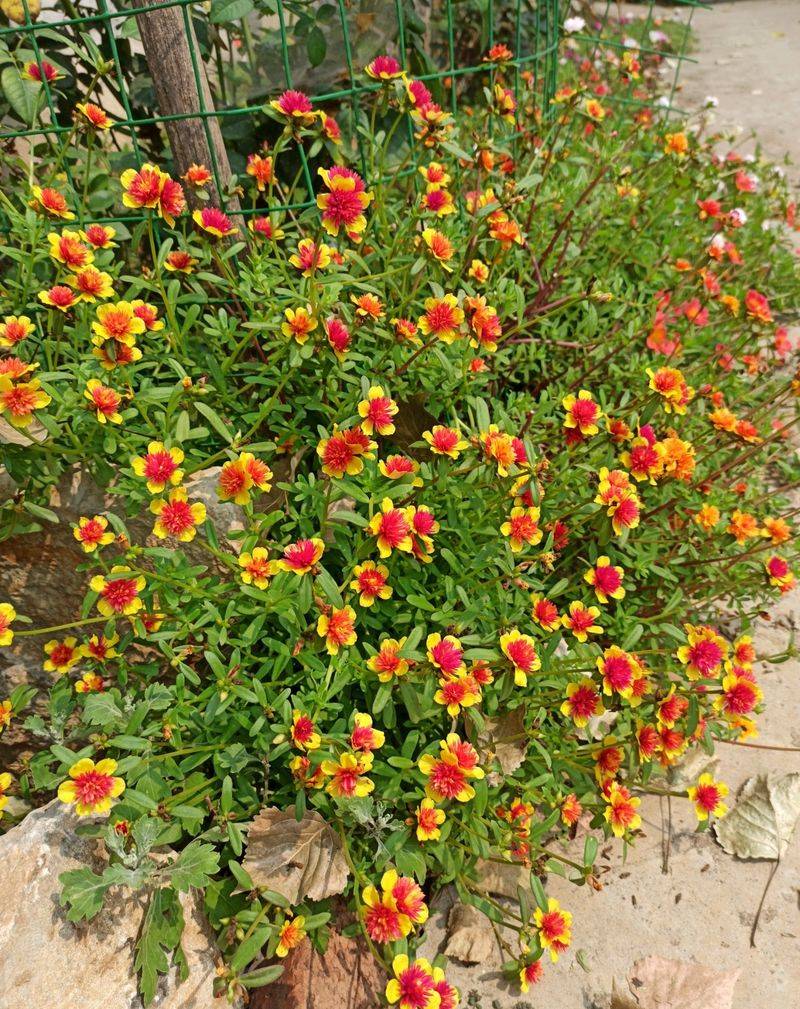 Plantation techniques for heavy buildings