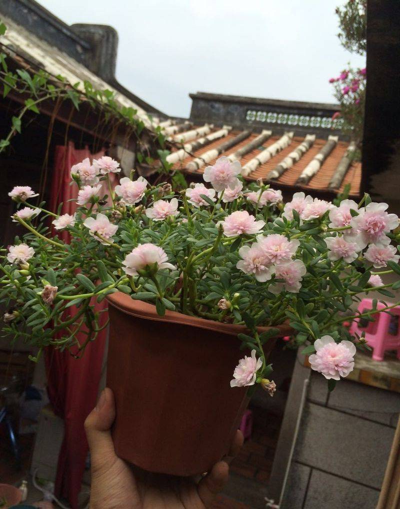 Plantation techniques for heavy buildings