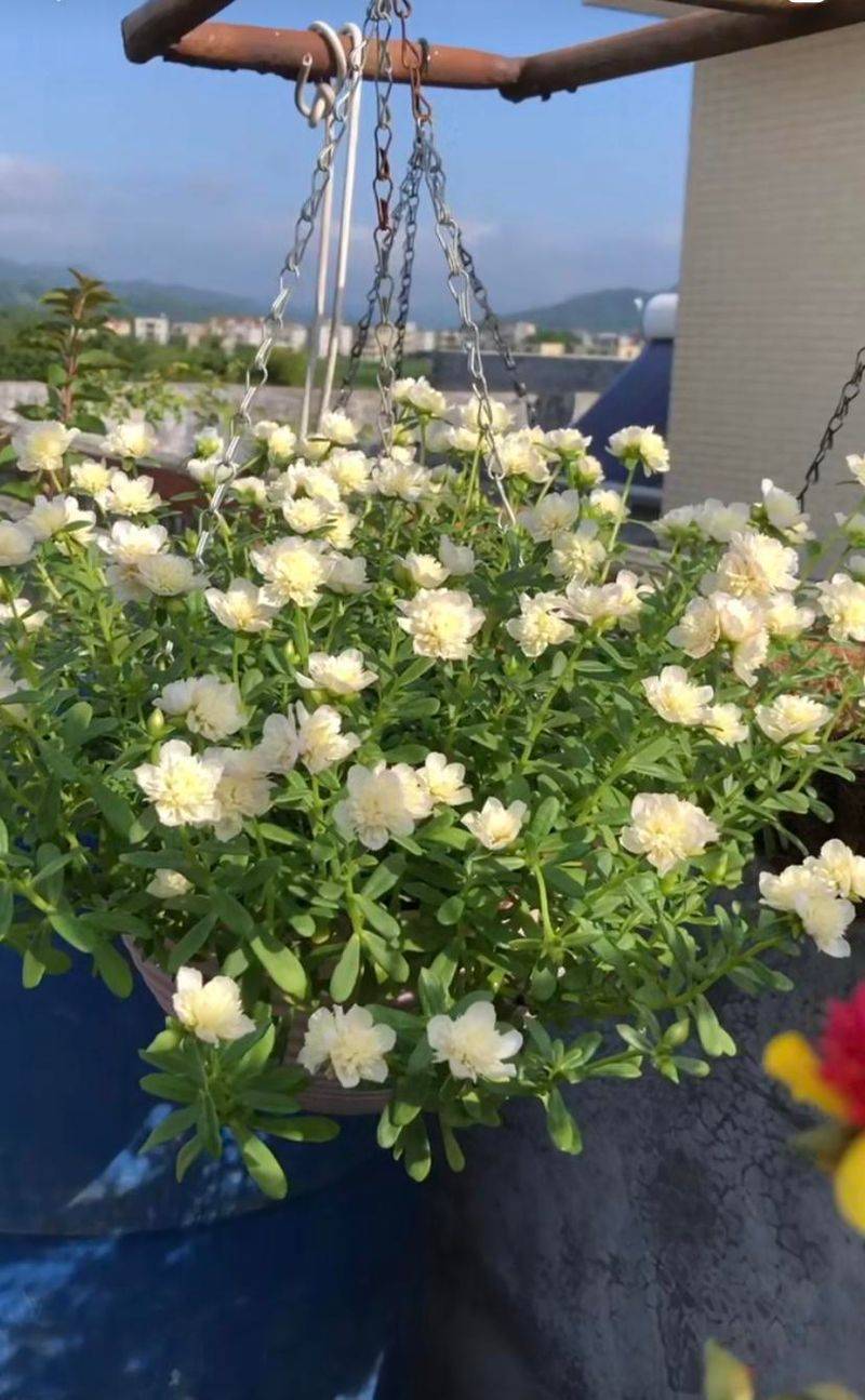 Plantation techniques for heavy buildings