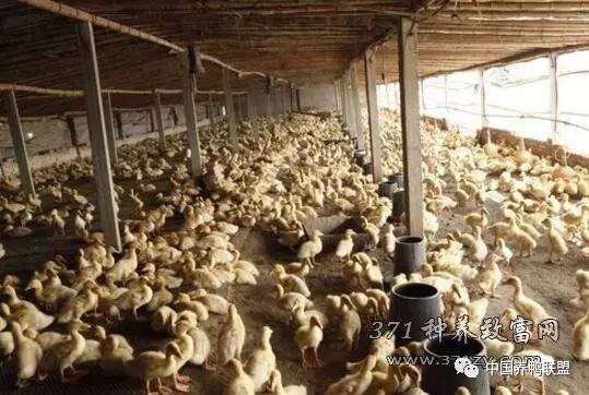 200 profits and costs for duck farming