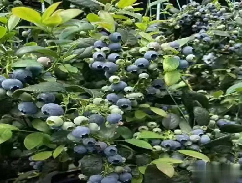 What are the techniques for blueberries