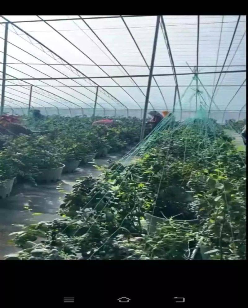 What are the techniques for blueberries