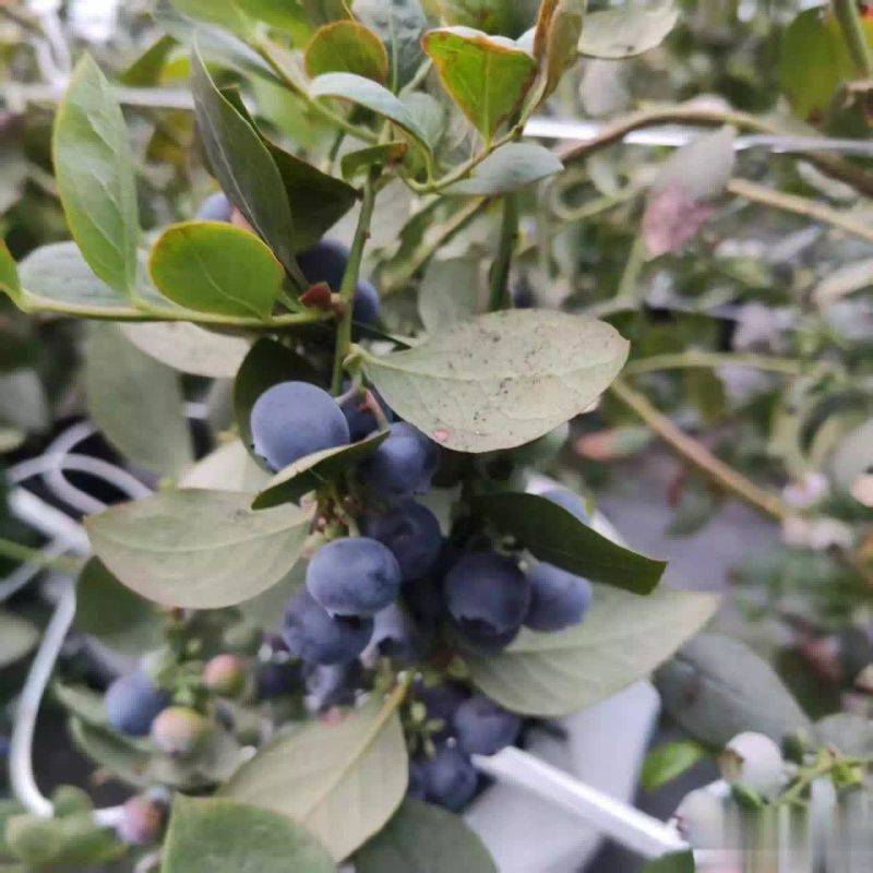 What are the techniques for blueberries