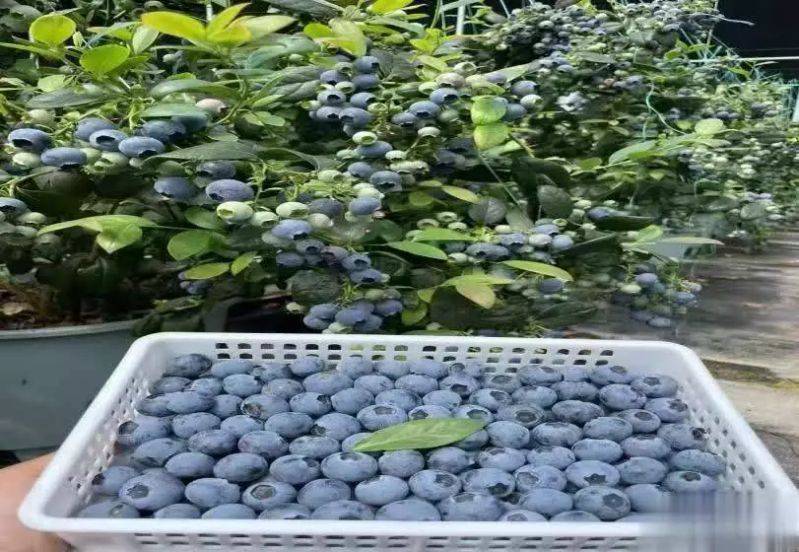 What are the techniques for blueberries