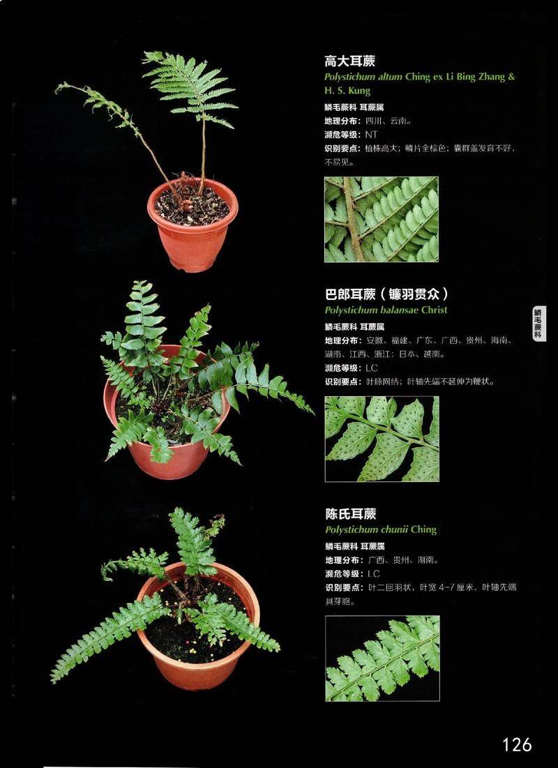 The manner in which shells are grown