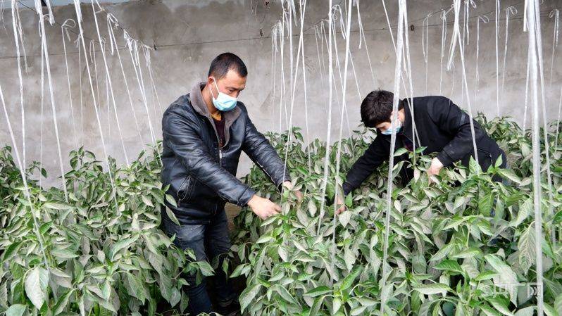 Greenhouse shed planting techniques