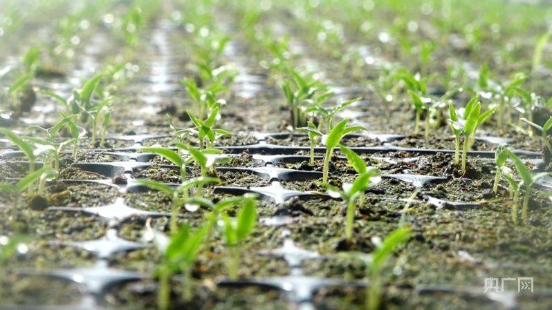 Greenhouse shed planting techniques