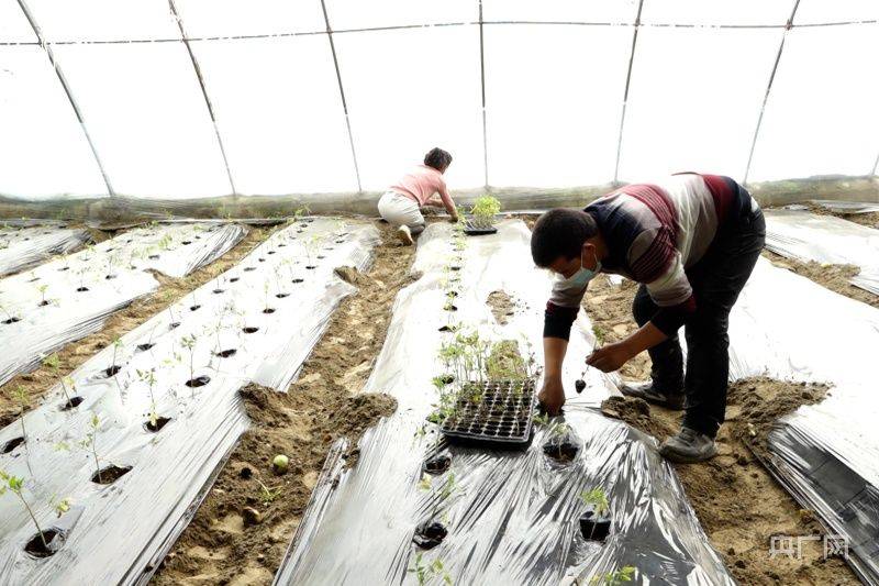 Greenhouse shed planting techniques