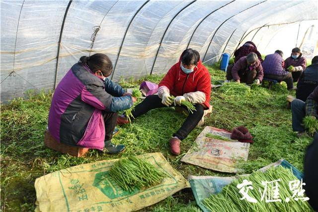 Artemisic planting time and methods