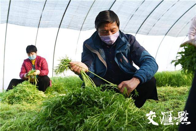 Artemisic planting time and methods