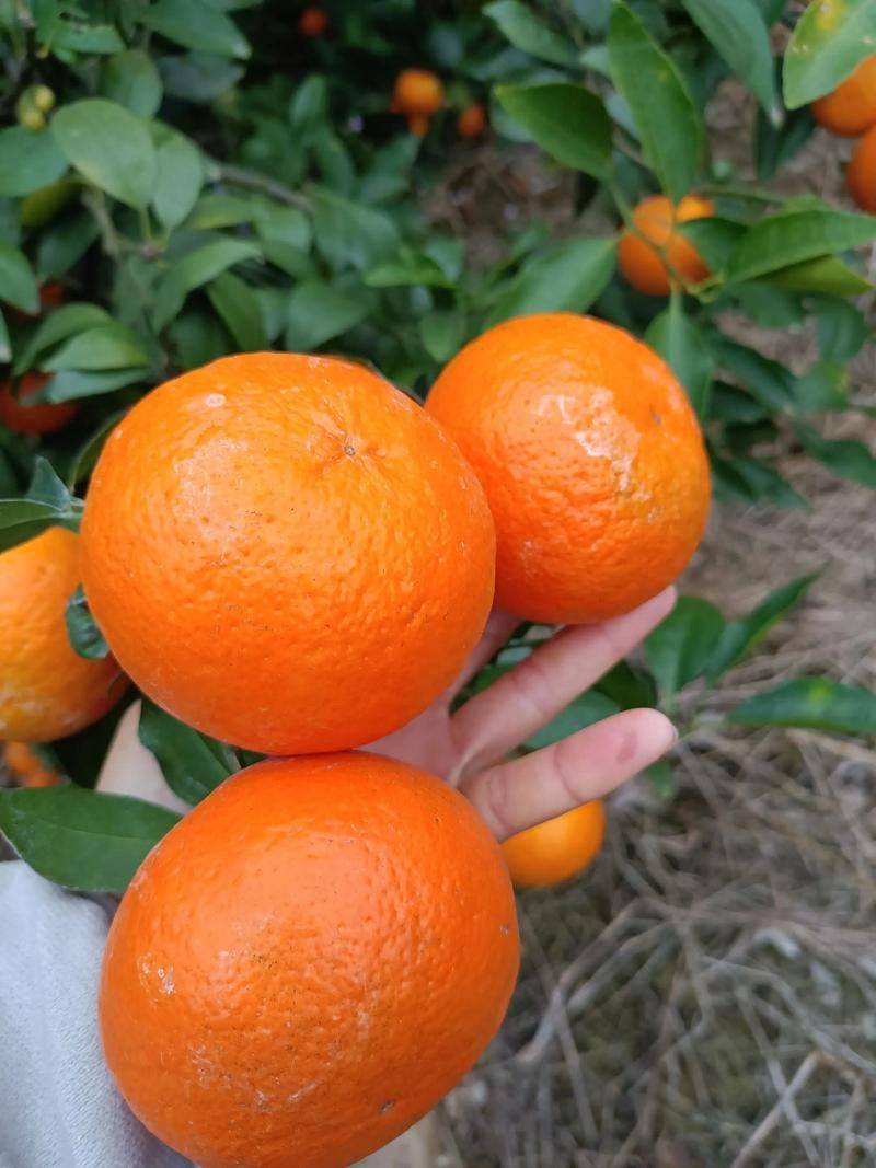 A video course on farming techniques at the worri