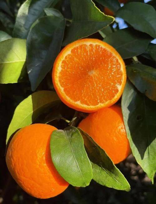 A video course on farming techniques at the worri