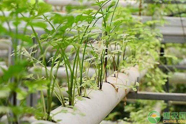 Landless vegetable cultivation techniques