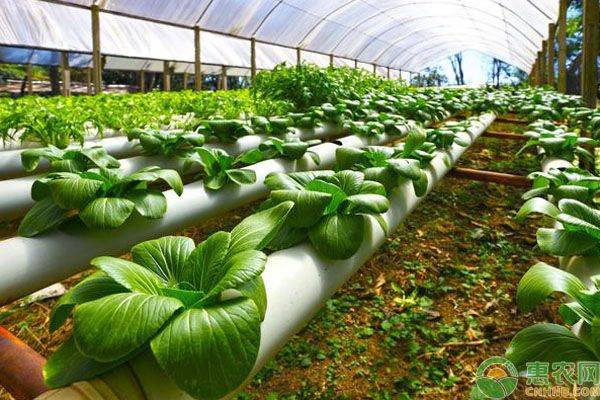 Landless vegetable cultivation techniques