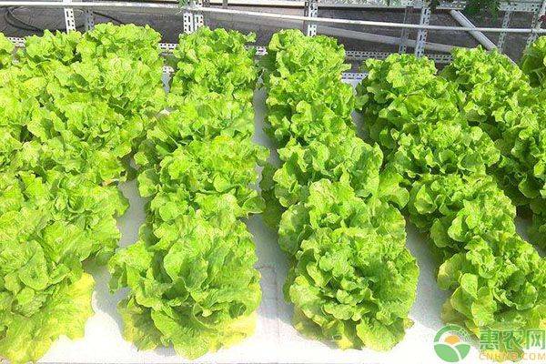 Landless vegetable cultivation techniques