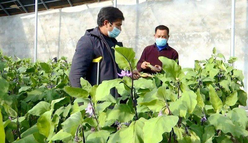 Greenhouse shed planting techniques