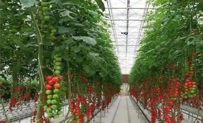 Landless vegetable cultivation techniques