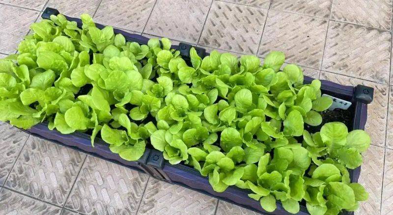 Landless vegetable cultivation techniques