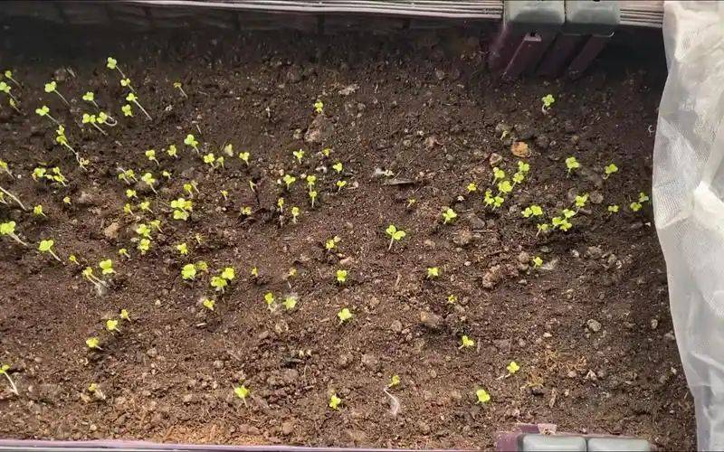 Landless vegetable cultivation techniques