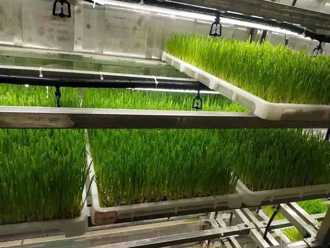 Landless vegetable cultivation techniques