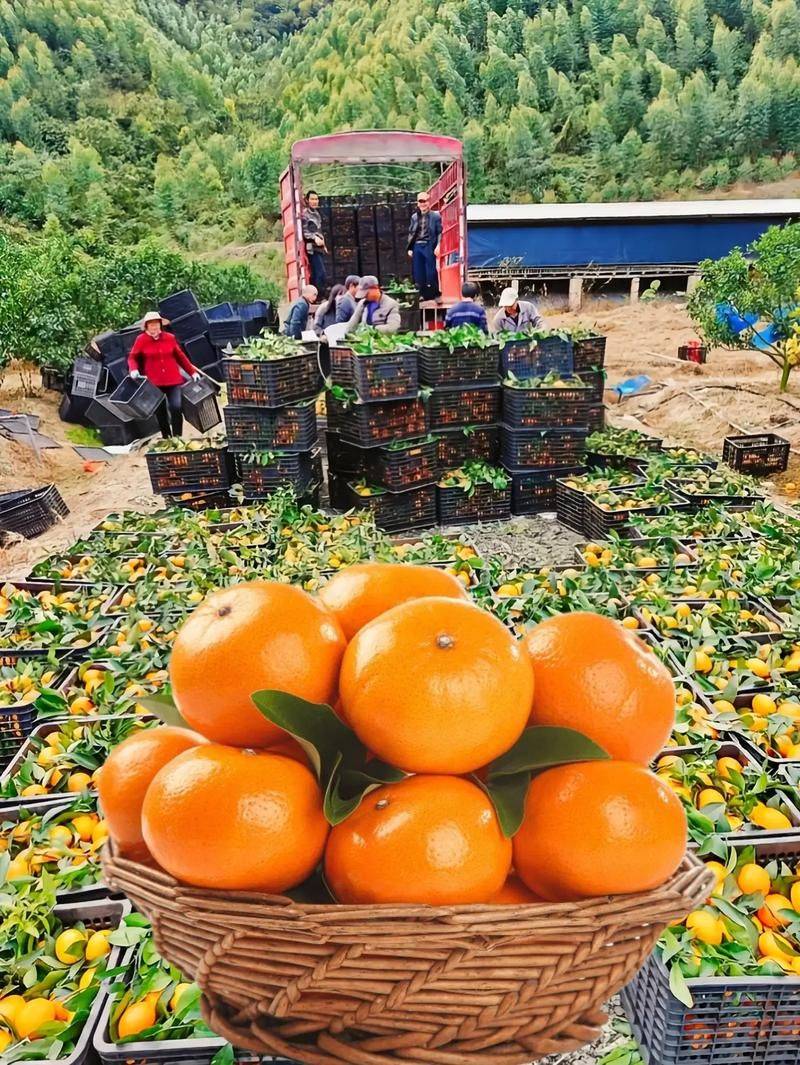 A video course on farming techniques at the worri