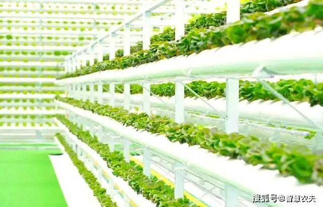 Landless vegetable cultivation techniques