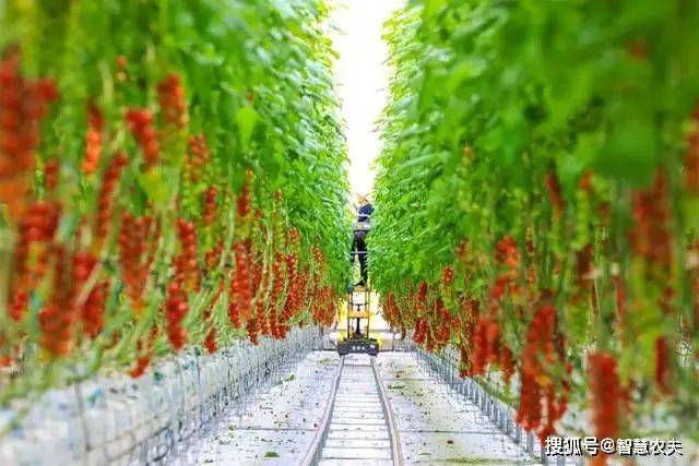Landless vegetable cultivation techniques
