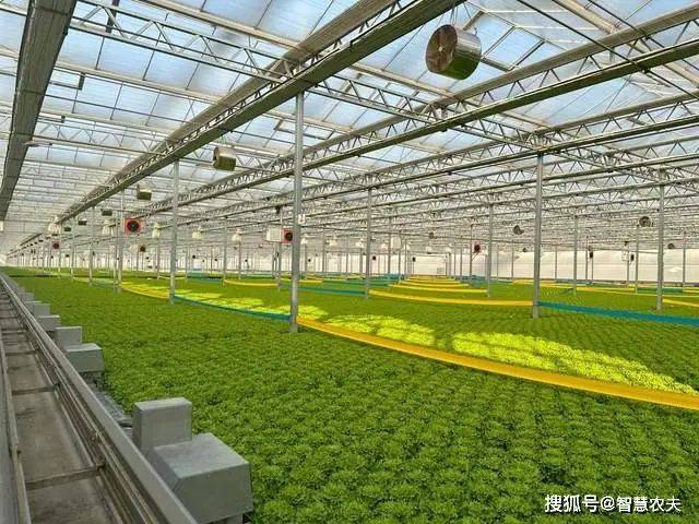 Landless vegetable cultivation techniques