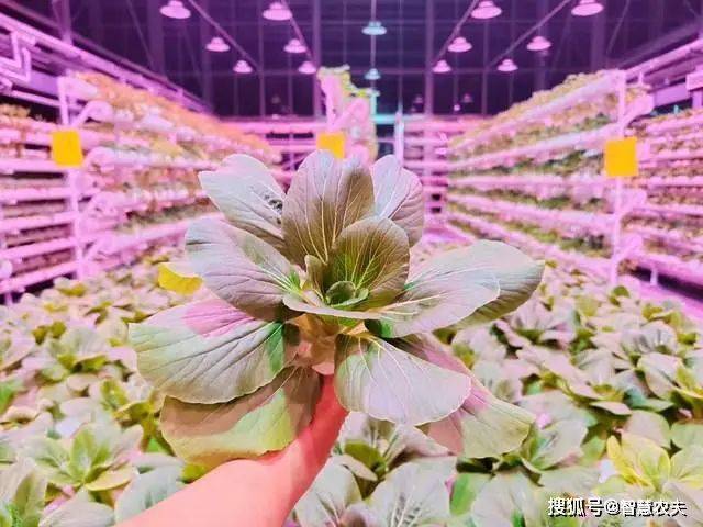 Landless vegetable cultivation techniques