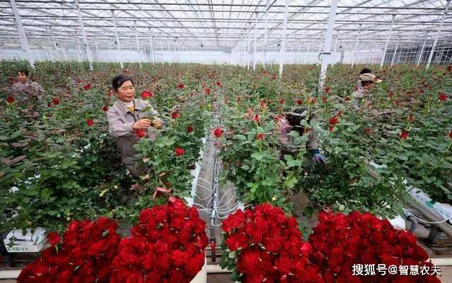 Landless vegetable cultivation techniques