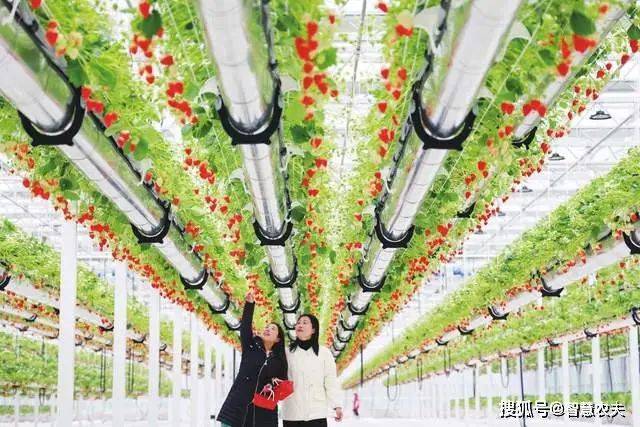 Landless vegetable cultivation techniques