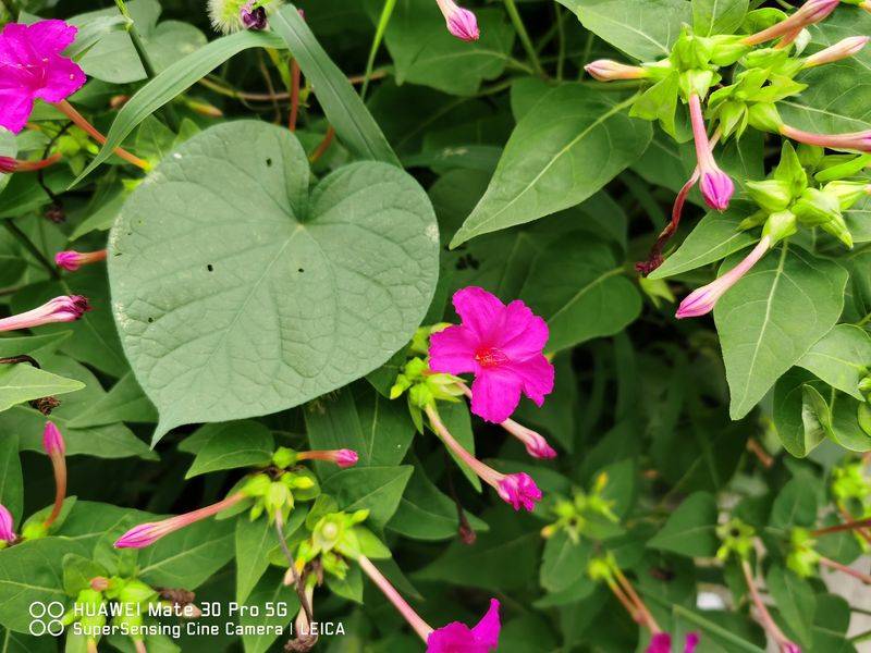 How does violet grow it